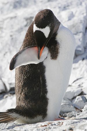 c65-gentoo grooming.jpg